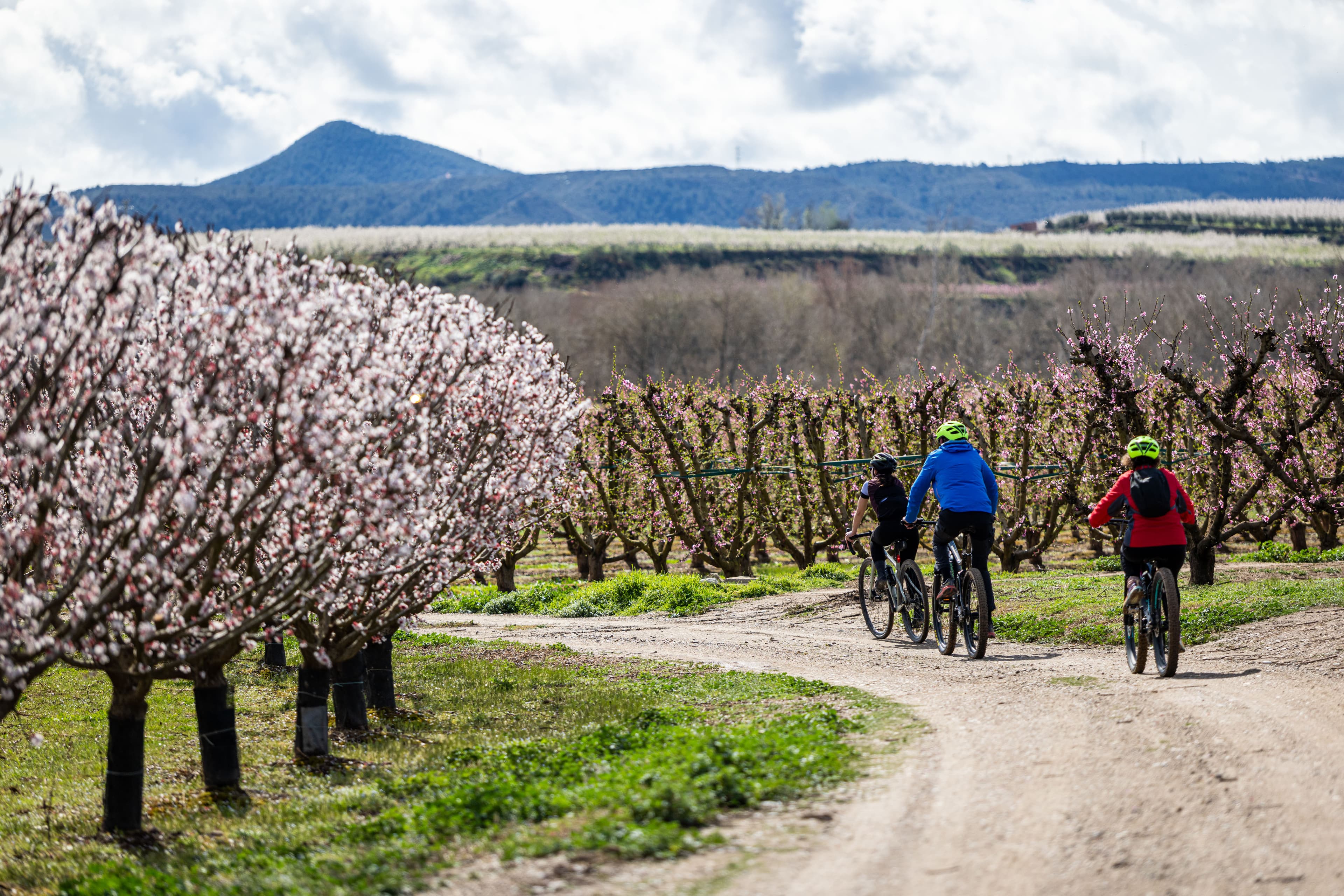 Ruta en bicicleta durante la floración de los árboles frutales.